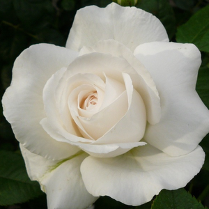 Vrtnica intenzivnega vonja - Roza - Annapurna™ - 